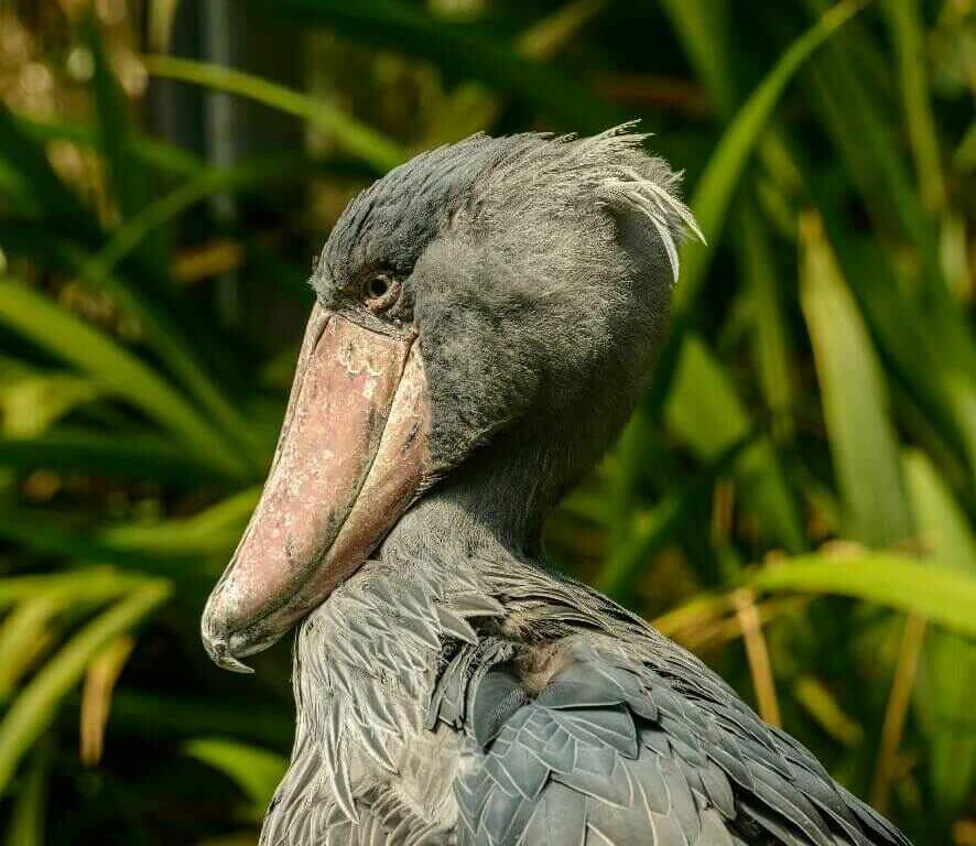 Shoebill stork close up